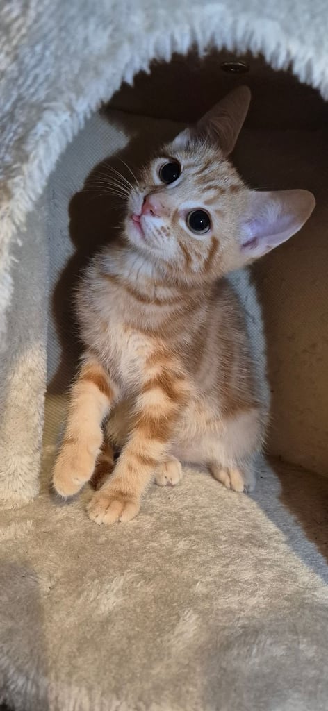 image for 3 Male kittens 