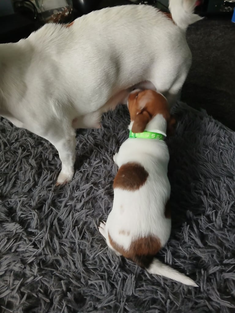 Jack russell 