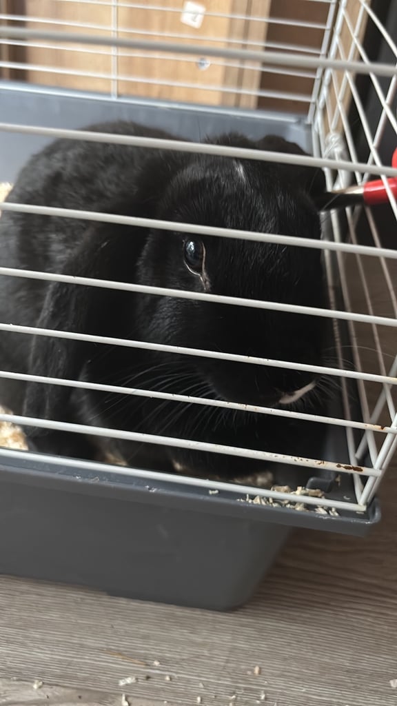 image for rabbit for sale 