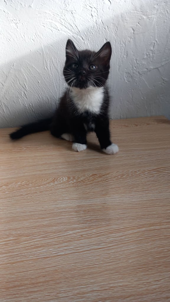 Kittens 