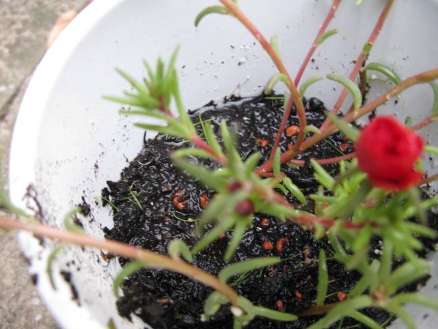 Moss-rose purslane plant