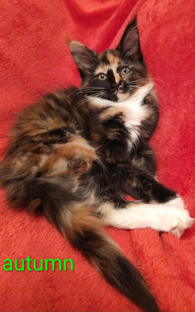XL beautiful Maine coon kittens for sale 