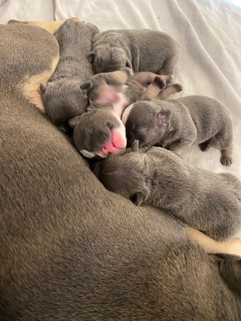 French Buldogs Blue&Tan