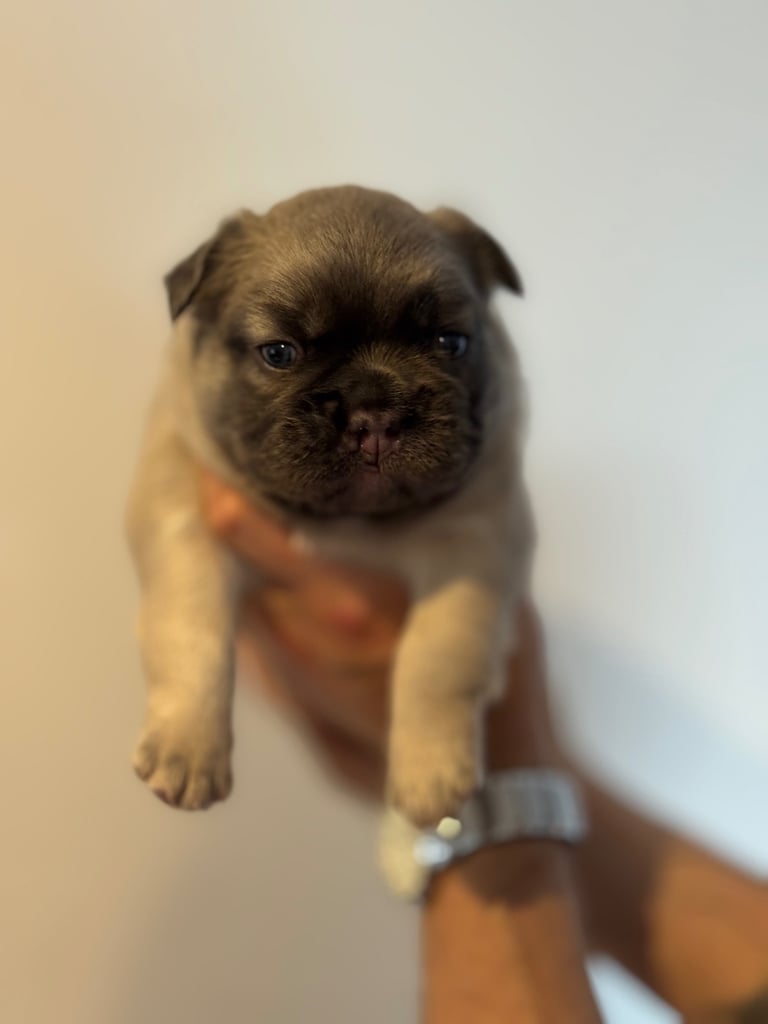 French Bulldog Puppies for Sale – Ready 8th December