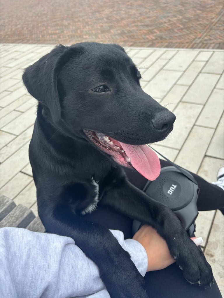 5 and 1/2 months old Staffadors Enzo and Bentley 