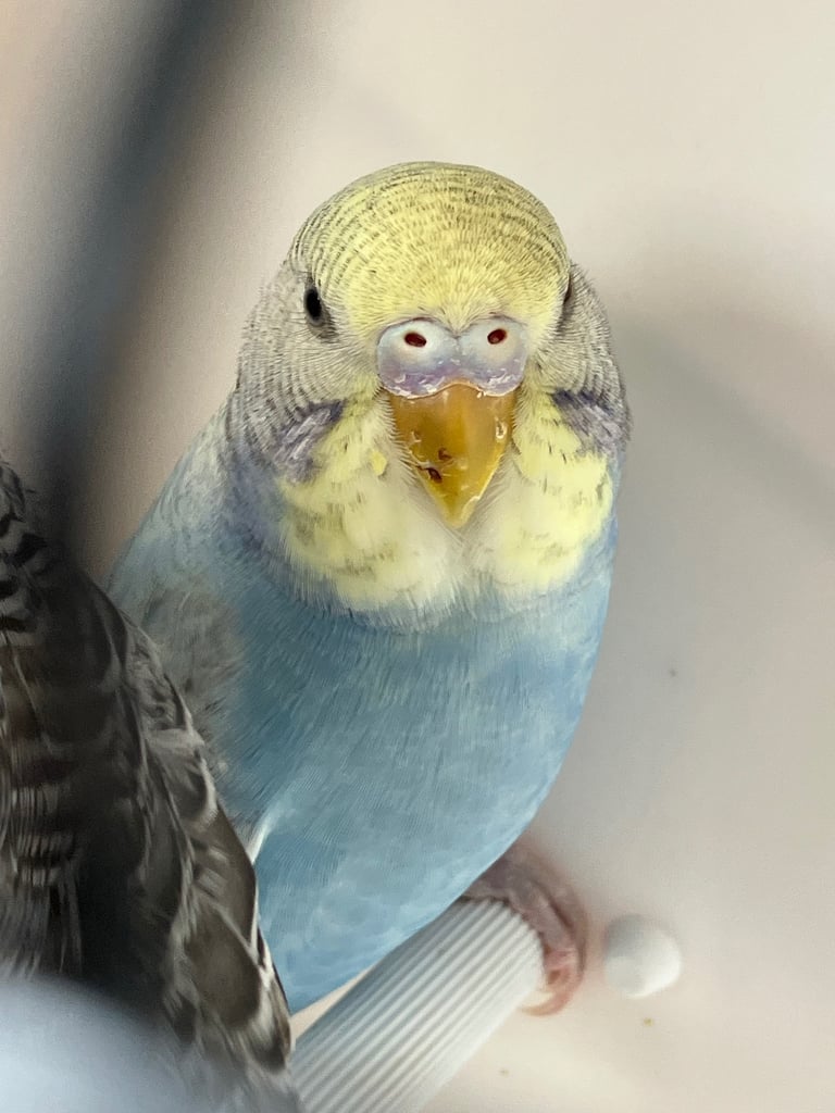 1 male Baby Budgie