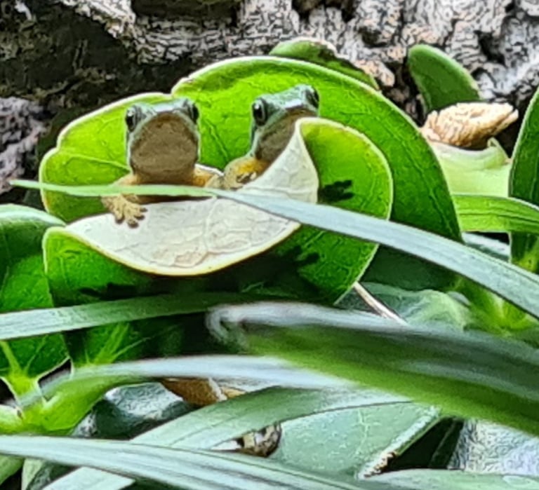 Peacock geckos SOLD waiting for more to hatch