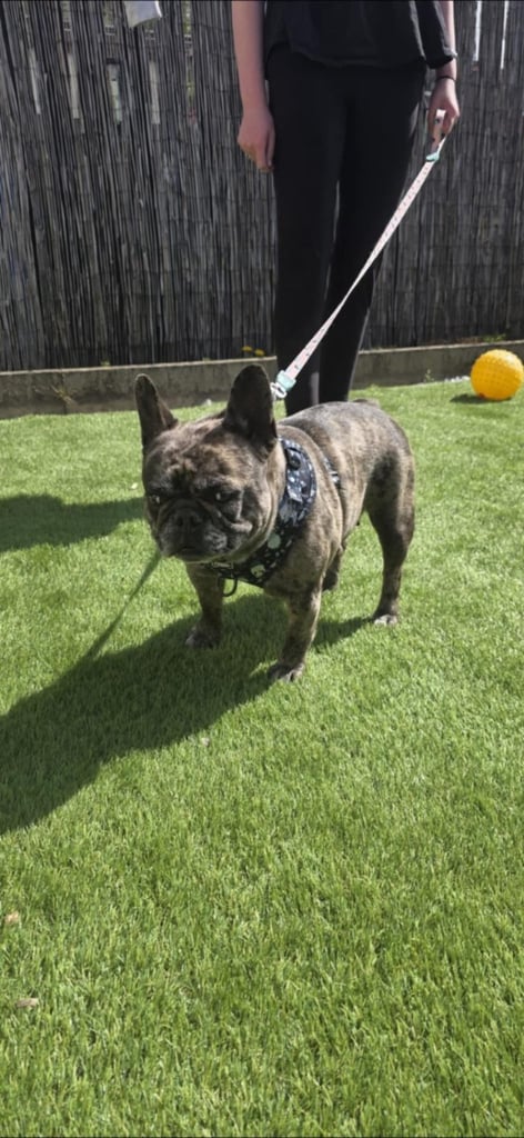 Female French bulldog for sale