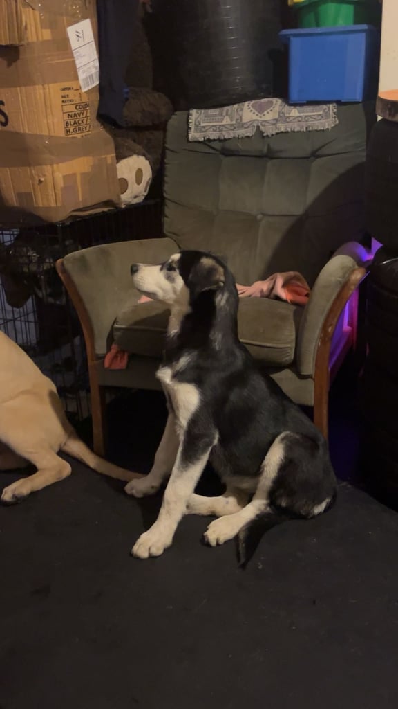 2 female pups - £500 each