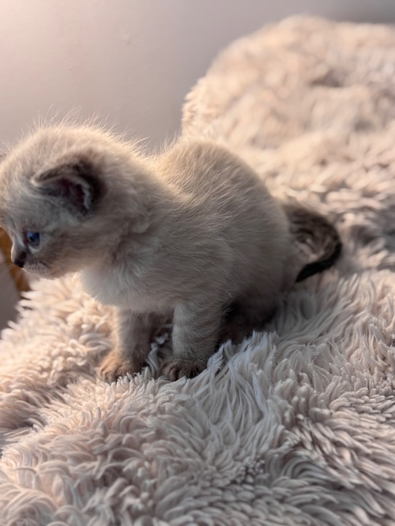 ONLY 2 LEFT! 🐾✨ Adorable Persian × Bengal Kittens Looking for Loving Homes! ✨🐾