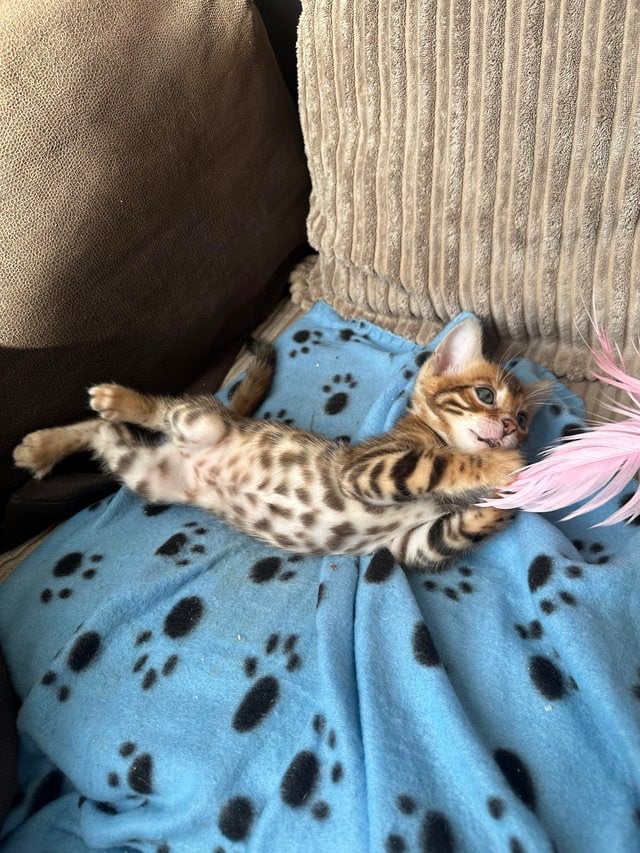 image for Bengal kittens ready for rehoming