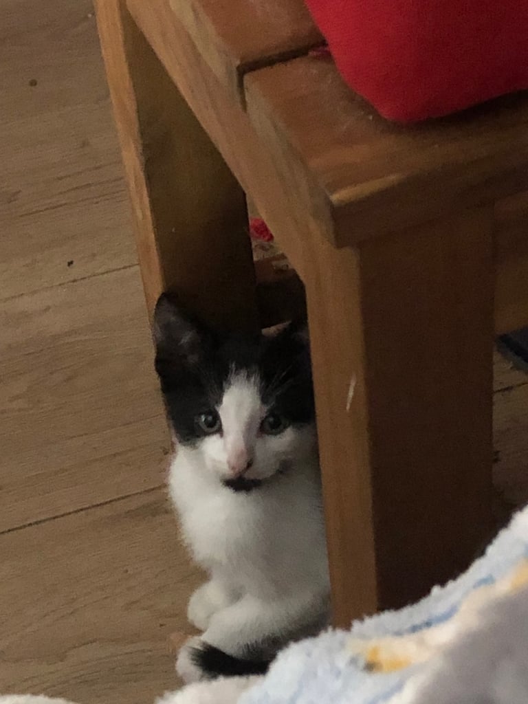 kittens for sale £30 no time wasters 