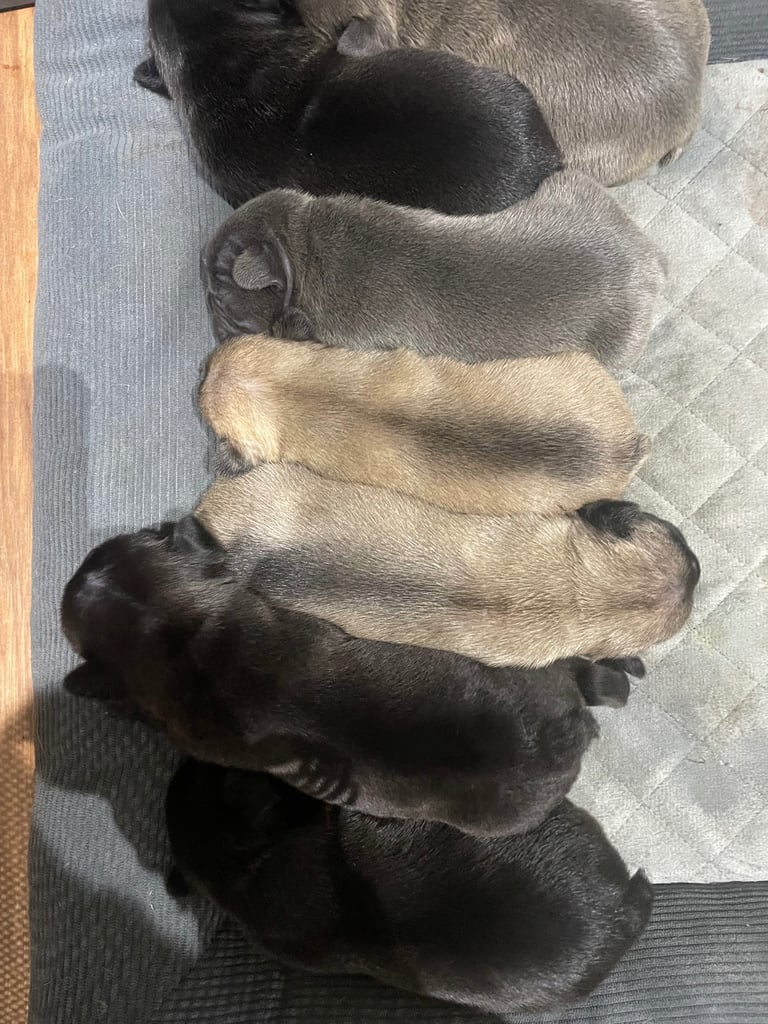 French bulldog puppies