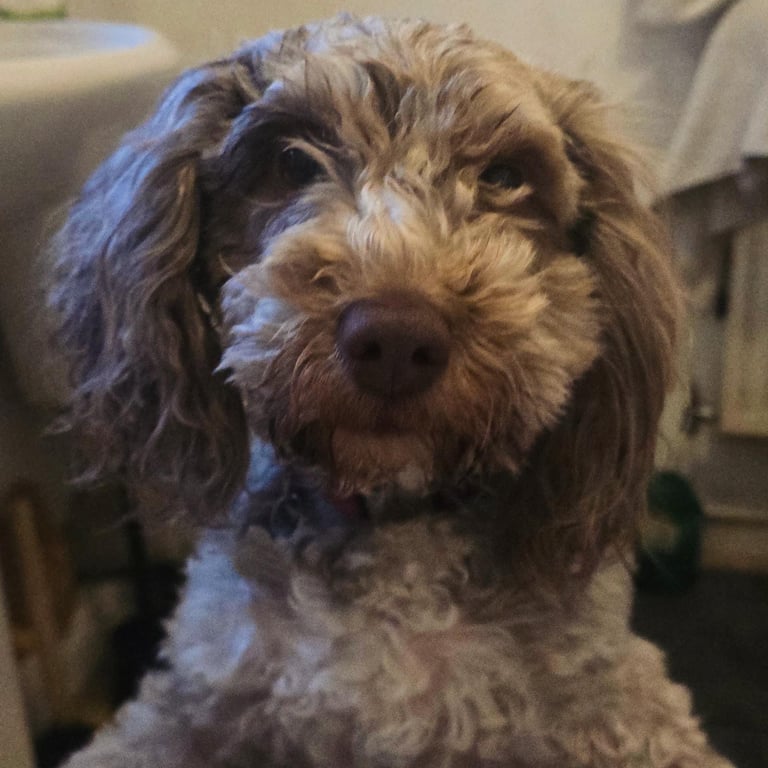 Cockapoo Grey Female