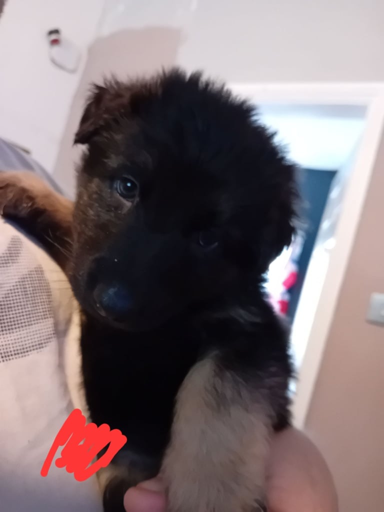 German Shepherd puppies 