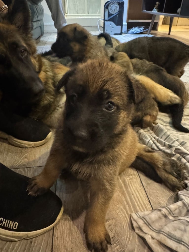 8 beautiful Malisheps