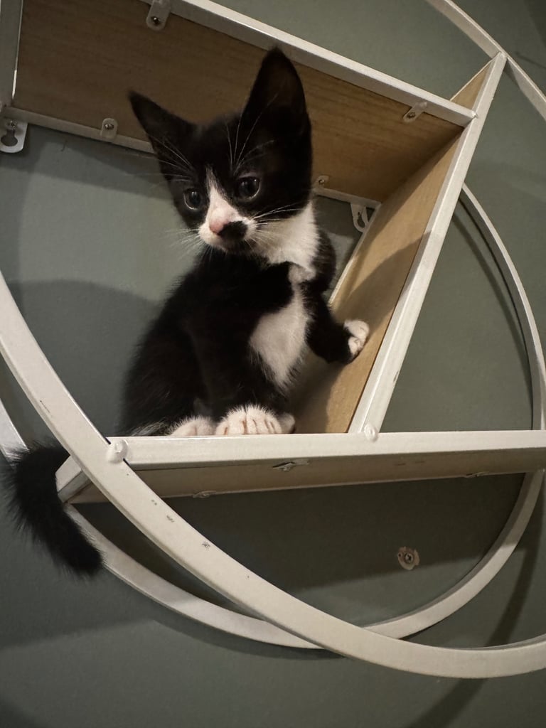 British short hair X kittens for sale