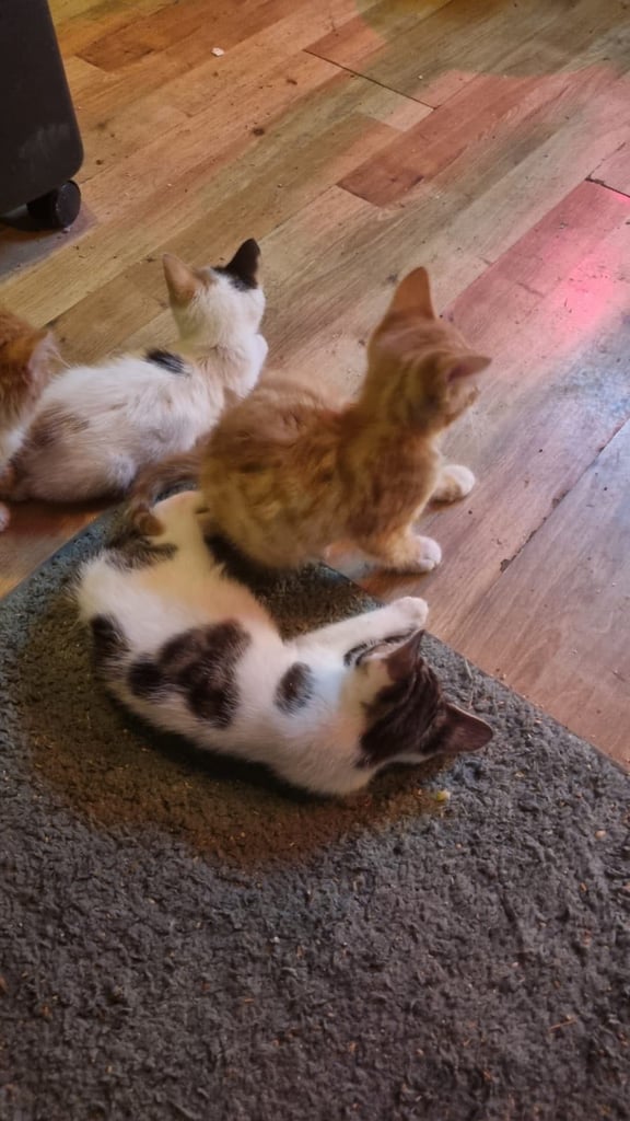 image for Kittens for sale