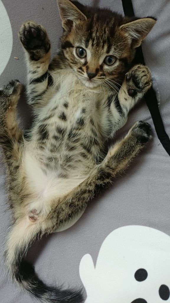 Cute tabby kittens looking lovely home