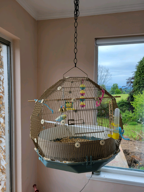 Gold Omelet Geo Bird cage & budgies 