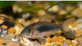 Albino, bronze, Corydoras,Live tropical fish / bottom feeders