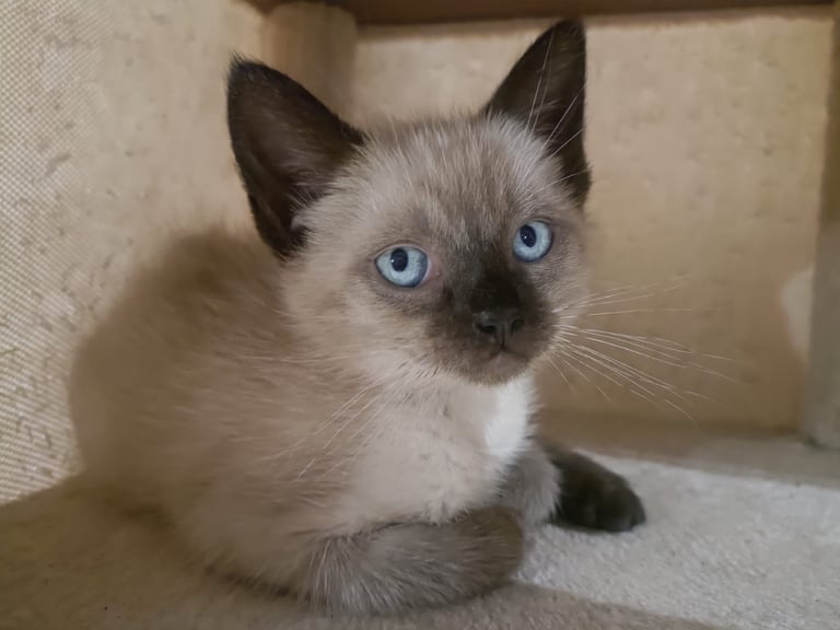 Ragdoll boy and girl 