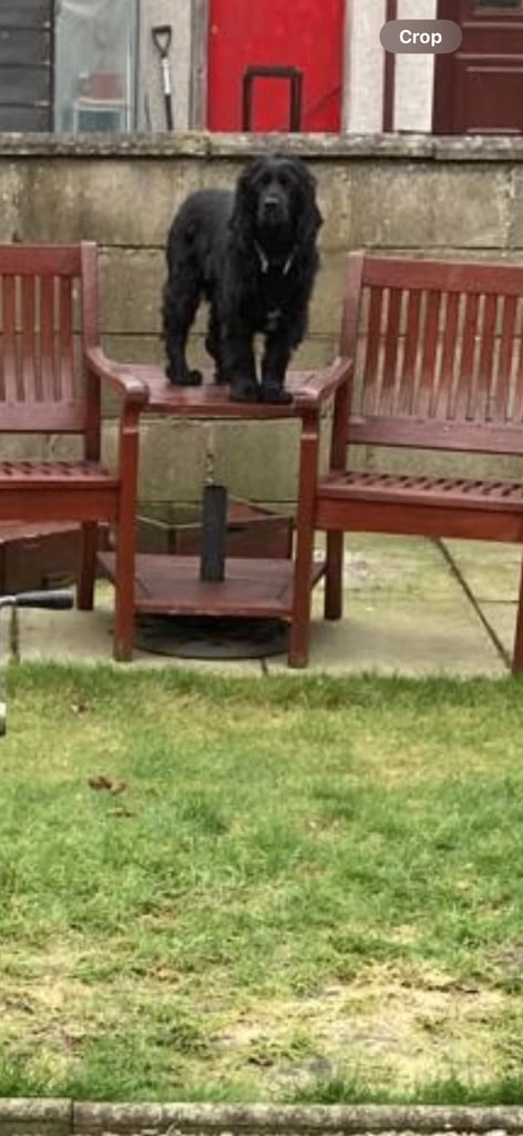 Cocker Spaniel - 5 years old 