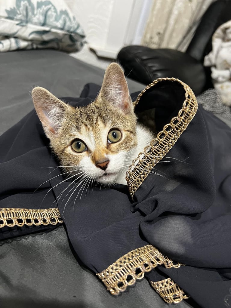 Gorgeous tabby kitten available 