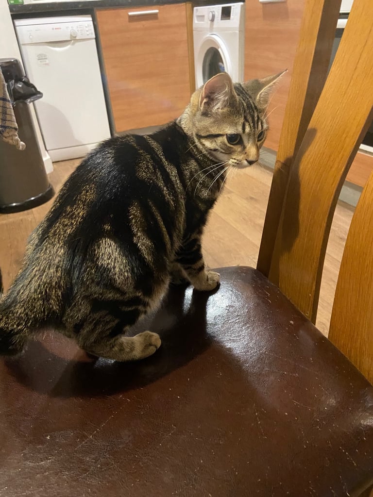 Gorgeous tabby kitten