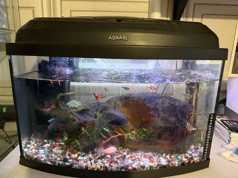 Fish tank with tropical fish and accessories 