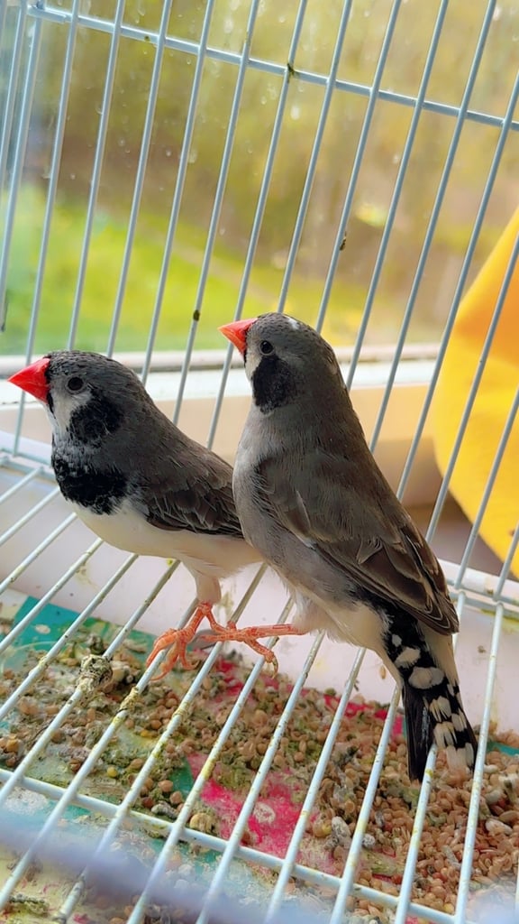 4 PAIRS OF GOOD SIZED ZFS RUNG ZEBRA FINCHES
