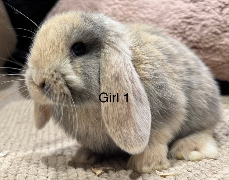 🌸 HARLEQUIN MONI LOPS 🌸 ready to reserve 