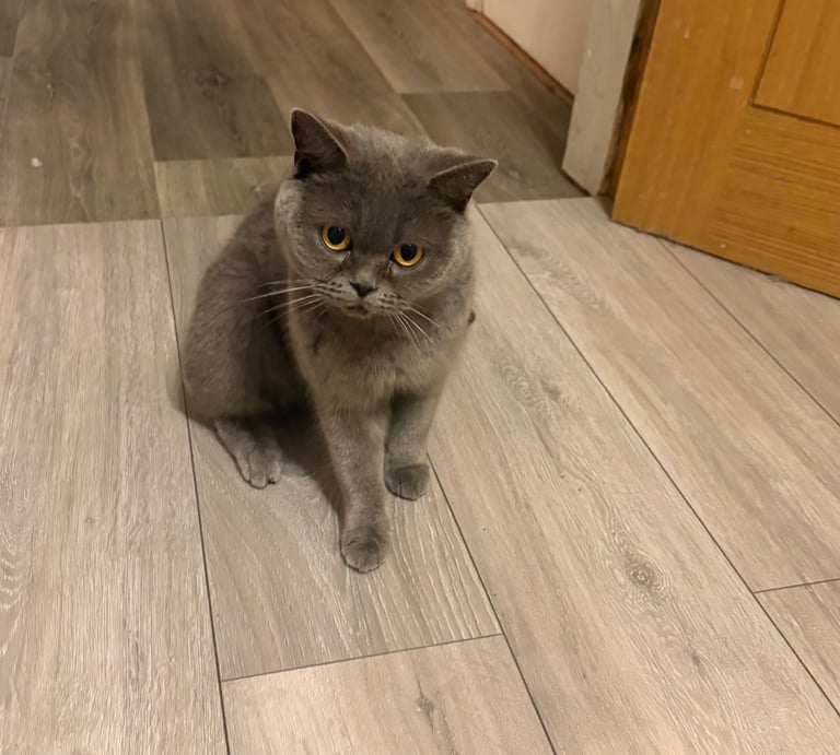 British Blue Cat
