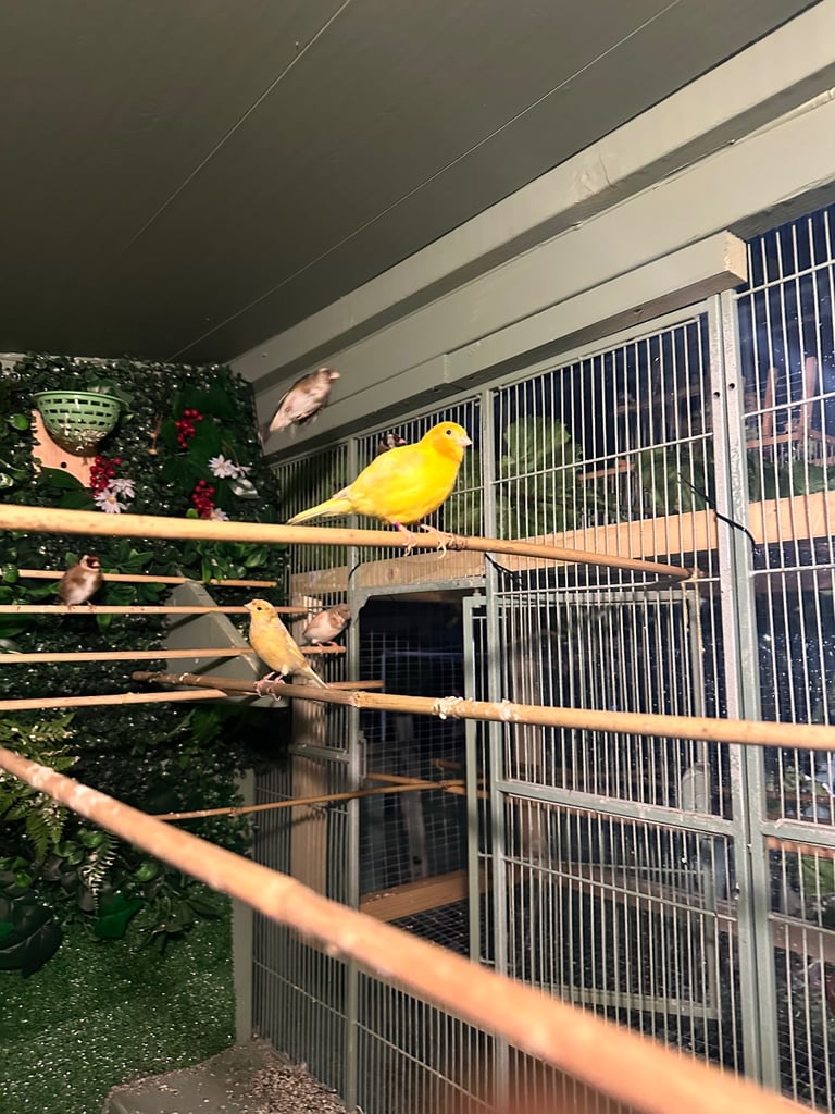 Birds 