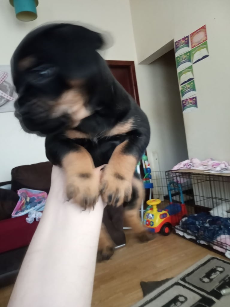 2 French bulldog x terrier mix 450 each