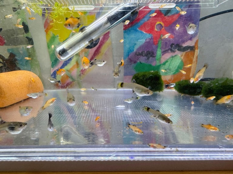 Small platys and Guppys for sale £1 each-Fish only
