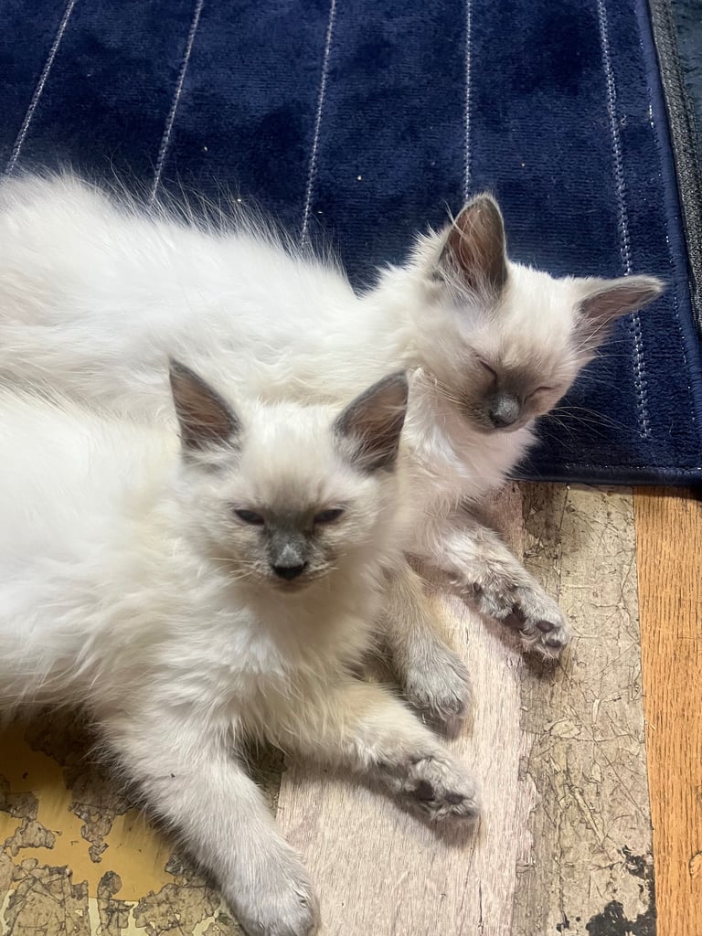 Pure Ragdoll Kittens 