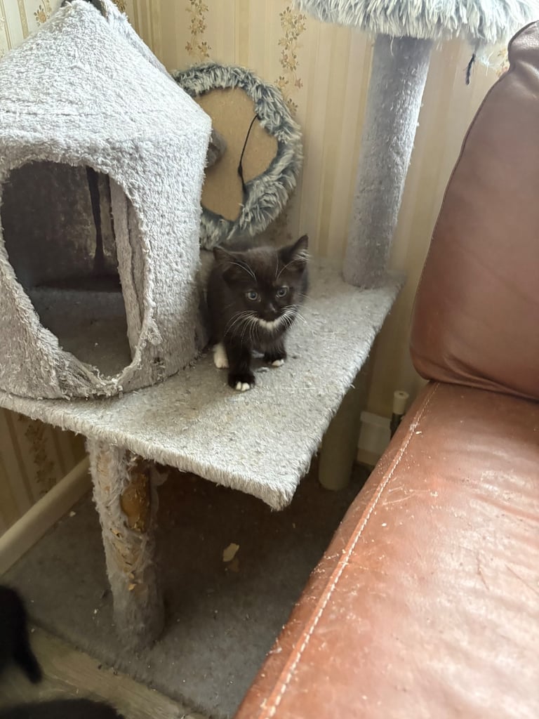 1 kitten left for sak
