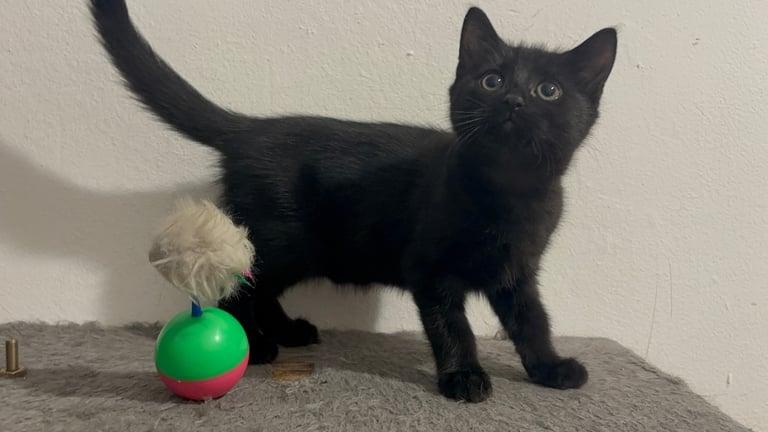 2 gorgeous playful kittens available Now 