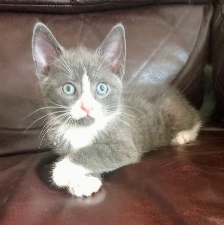 2 grey and white kittens