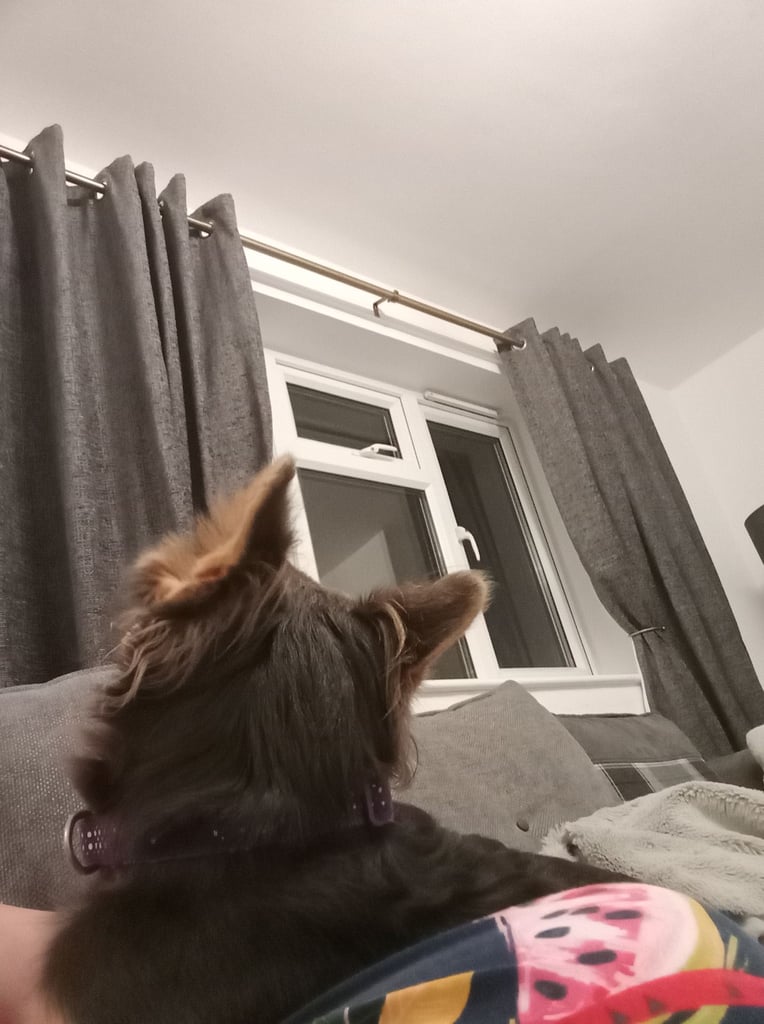 Pedigree Fluffy French Bulldog Girl