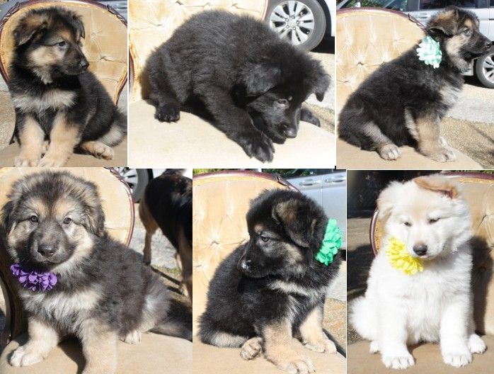 image for German Sheperd Puppies