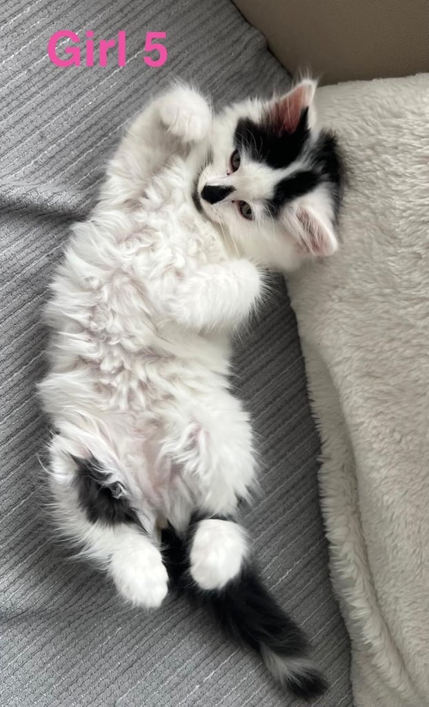 6 beautiful fluffy kittens for sale