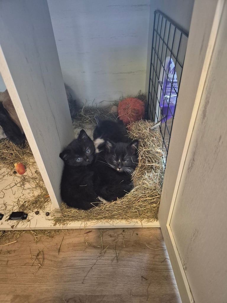 image for 3 males kittens