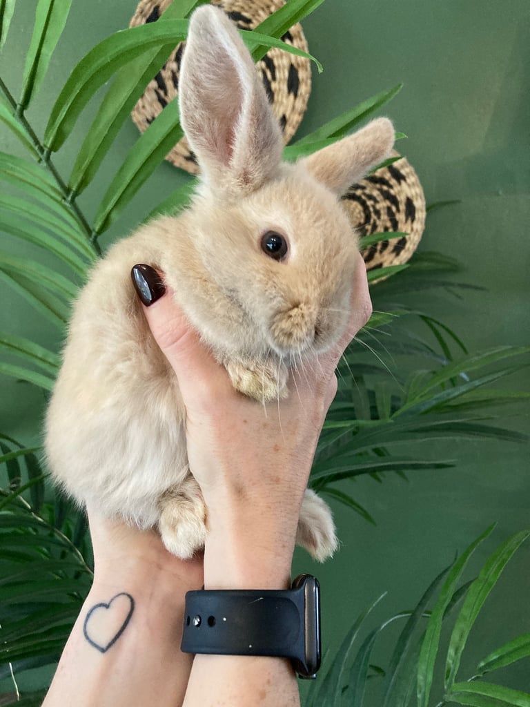 Baby Rabbits for sale