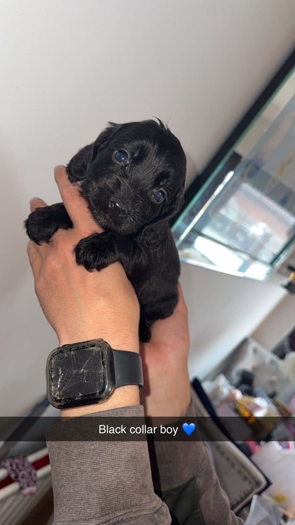 Cocker spaniel puppies 