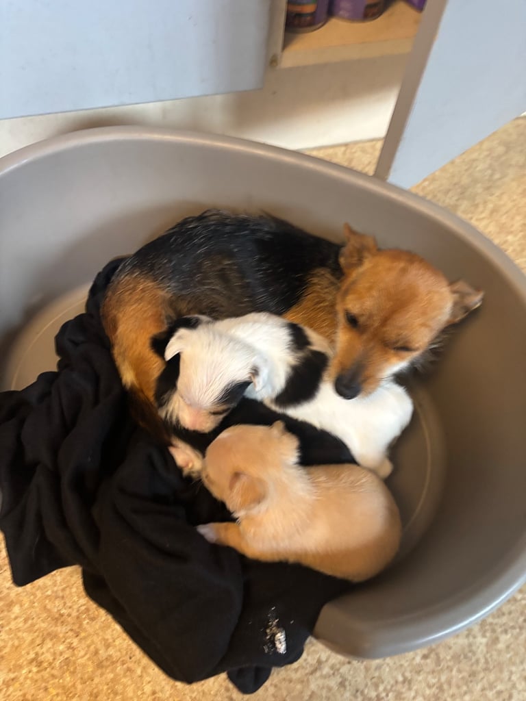 Jack Russell puppies for sale 