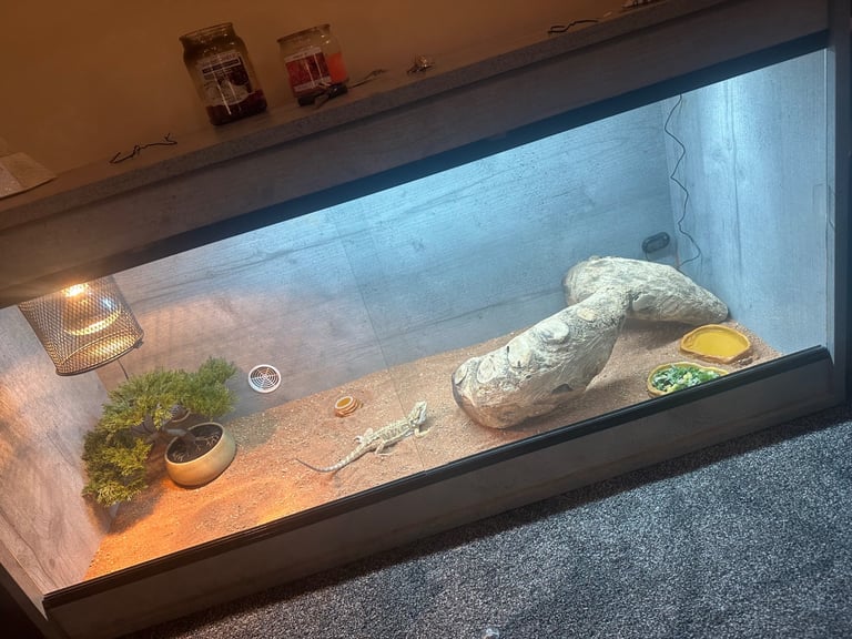 6 month male bearded dragon