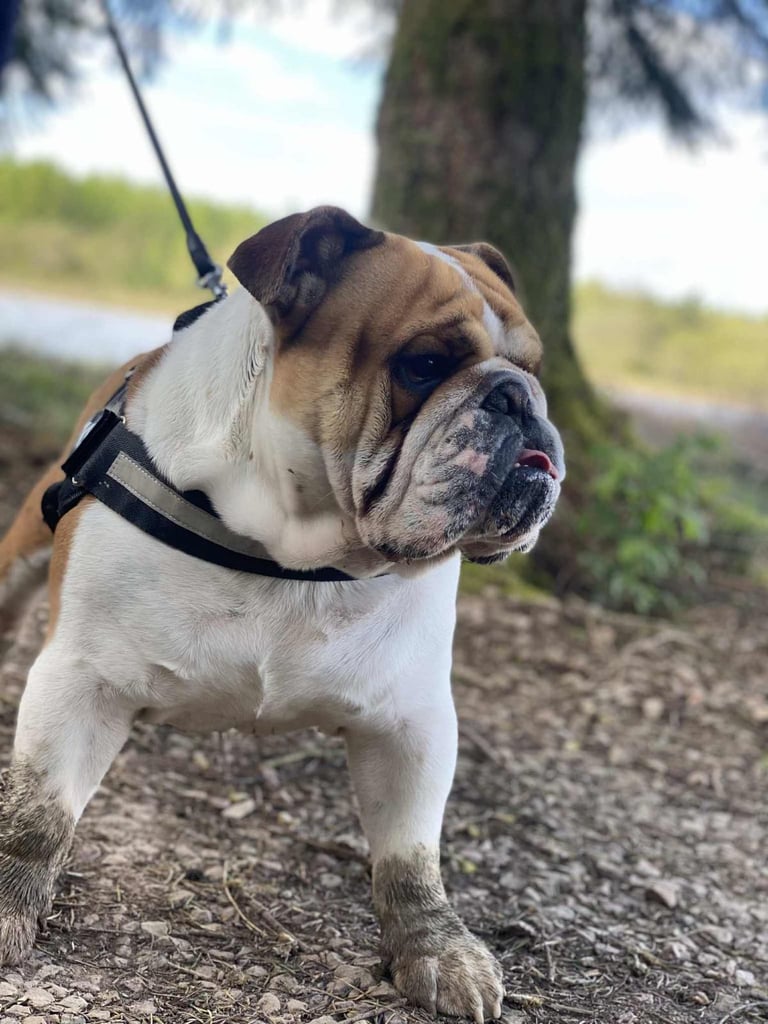 British bulldog