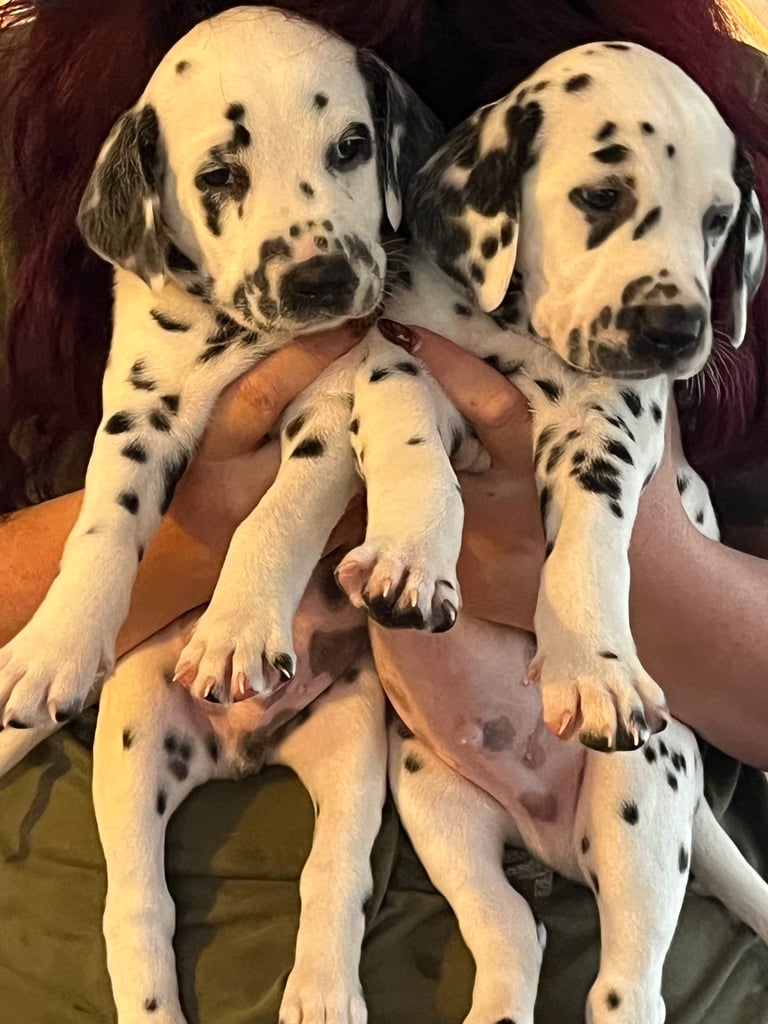 Stunning Dalmatian puppies KC reg show winners 